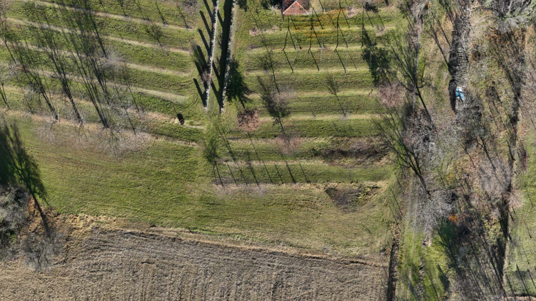 Orthophoto of a vineyard: rows of vines in leaf run diagonally across a warm brown field, with grass strips between the blocks.