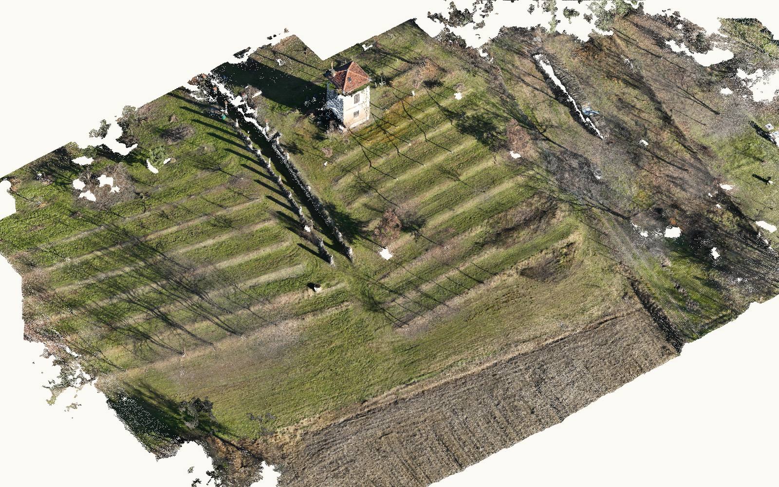 Point cloud view of the vineyard: a dense cloud of points shaded from dark blue in the furrows to bright yellow on the vine rows and the tall trees on two edges.